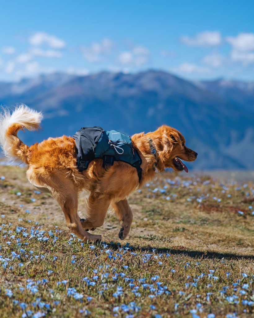 FreeMove Pack
