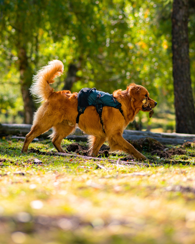 FreeMove Pack